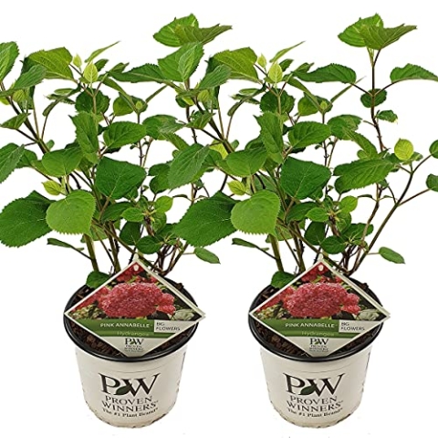 2x Hydrangea arborescens 'Pink Annabelle' - Hortensie - Strauch - Winterherz – ⌀19 cm - 40-50 cm
