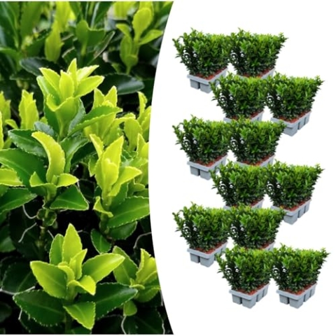 Euonymus 'Green Spire' | 72 Stücke - 15cm - Ø7cm