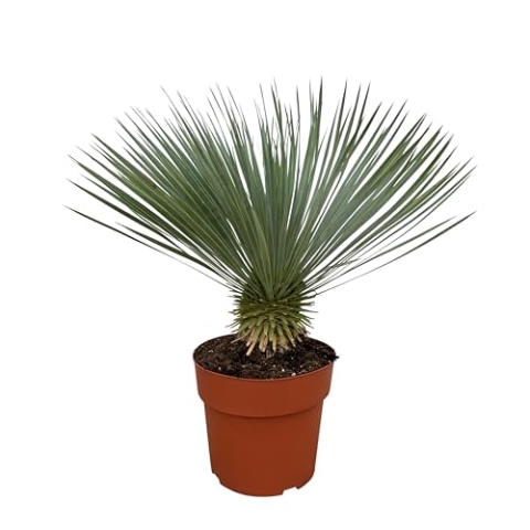 Trendyplants - Yucca Rostrata - Winterhart - Gartenpflanze - Höhe 70-90 cm - Topfgröße Ø30cm