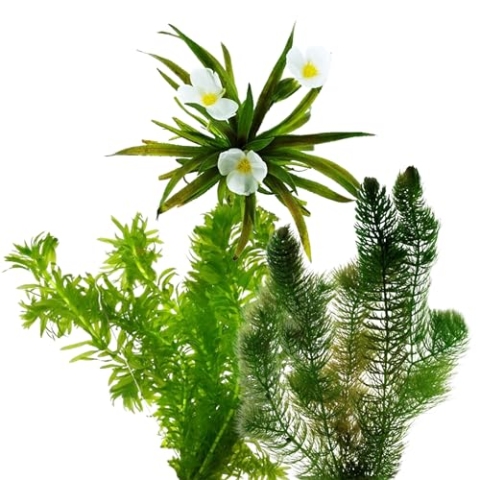 vdvelde.com - Inheemse Zuurstofplanten - 16 stuks - Krabbescheer, Hoornblad, Waterpest - • Voor 500 – 1.250 liter water• 16 planten• Plaatsing: los in het water