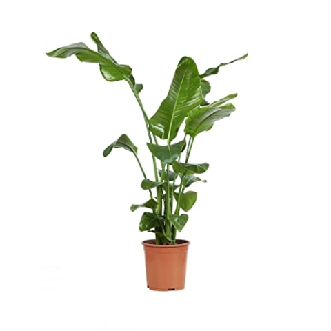 PLNTS - Strelitzia Nicolai Paradiesvogelblume - Zimmerpflanze - Zimmerpflanzen, Pflanzen Echt, Nachhaltige Verpackung - 27cm Topf - Höhe 160cm - Direkt von der Gärtnerei