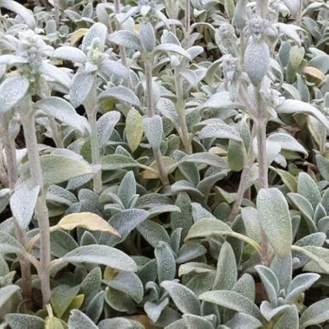6x Wollziest 'Cotton Boll' - Stachys byzantina ‘Cotton Ball’ - Topf 9x9cm