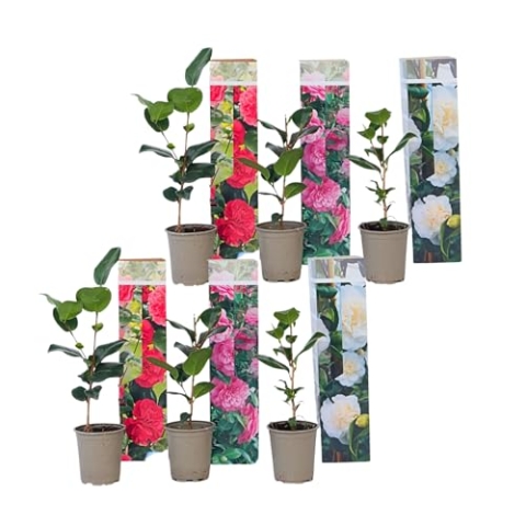 Plant in a Box - Camellia Japonica - Mischung aus 6 - Rot, Weiß, Rosa – Topf 9 cm - Höhe 25–40 cm