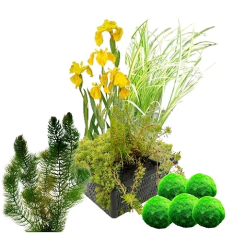 vdvelde.com - Filterplanten Set + Zuurstofplanten tegen Algen - • Filterende waterplanten• 11 planten• Plaatsing: -10 tot -20 cm