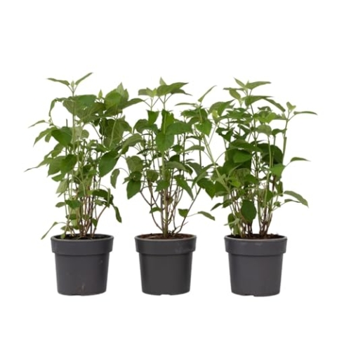 Plant in a Box - Hydrangea arborescens 'Starke Annabelle' - 3er Set - Hortensie - Stark winterharter Laubstrauch - Weiß - Topf 19cm - Höhe 30-40cm