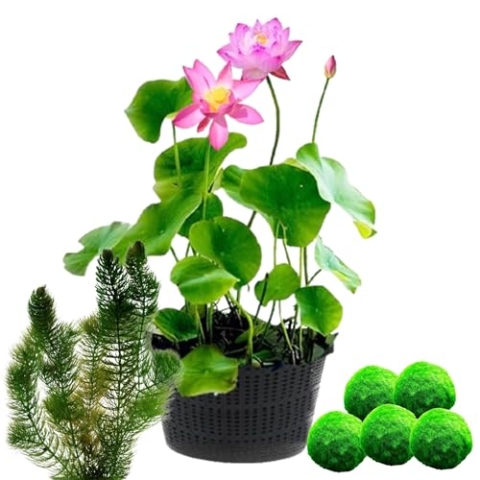 vdvelde.com - Roze Lotus - Nelumbo - 2 stuks + Zuurstofplanten tegen Algen - • Combi set• 9 planten• Plaatsing: -10 tot -20 cm