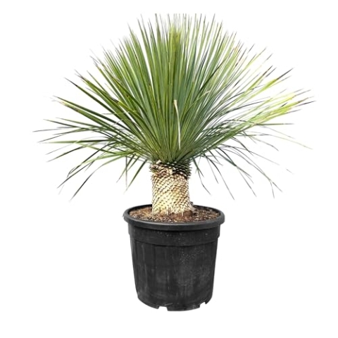 Sunny Tree - Yucca Rostrata - Palme - Stammhöhe 20/30 cm - 120 cm - Winterhart- Palmlilie