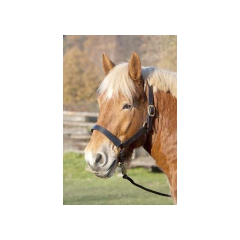 Lederstallhalfter, schwarz KB