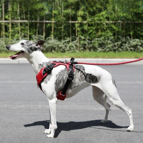 JACK AND VANILLA, ergonomisches rotes Hundegeschirr, verstellbar, leicht und langlebig, ideal zum Wandern und Spazierengehen, klare Sicht, Größe M, rote Farbe, Expeditionsmodell