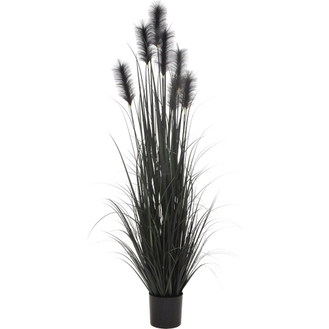 Federgras im Topf 183 cm schwarz